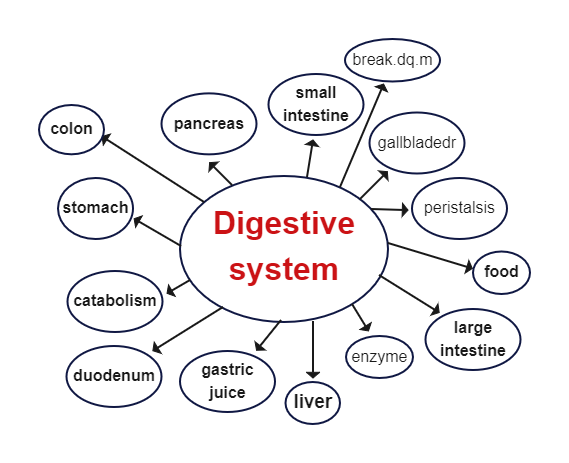 Digestive System Mind Map