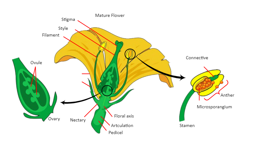 Flower Parts Diagram Science