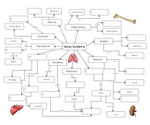 Body Systems Graphic Organizer