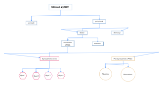 Components of Nervous System Concept Map