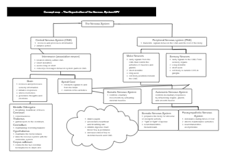 Concept Map of Nervous System Key