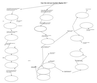 Nervous System Concept Map Worksheet