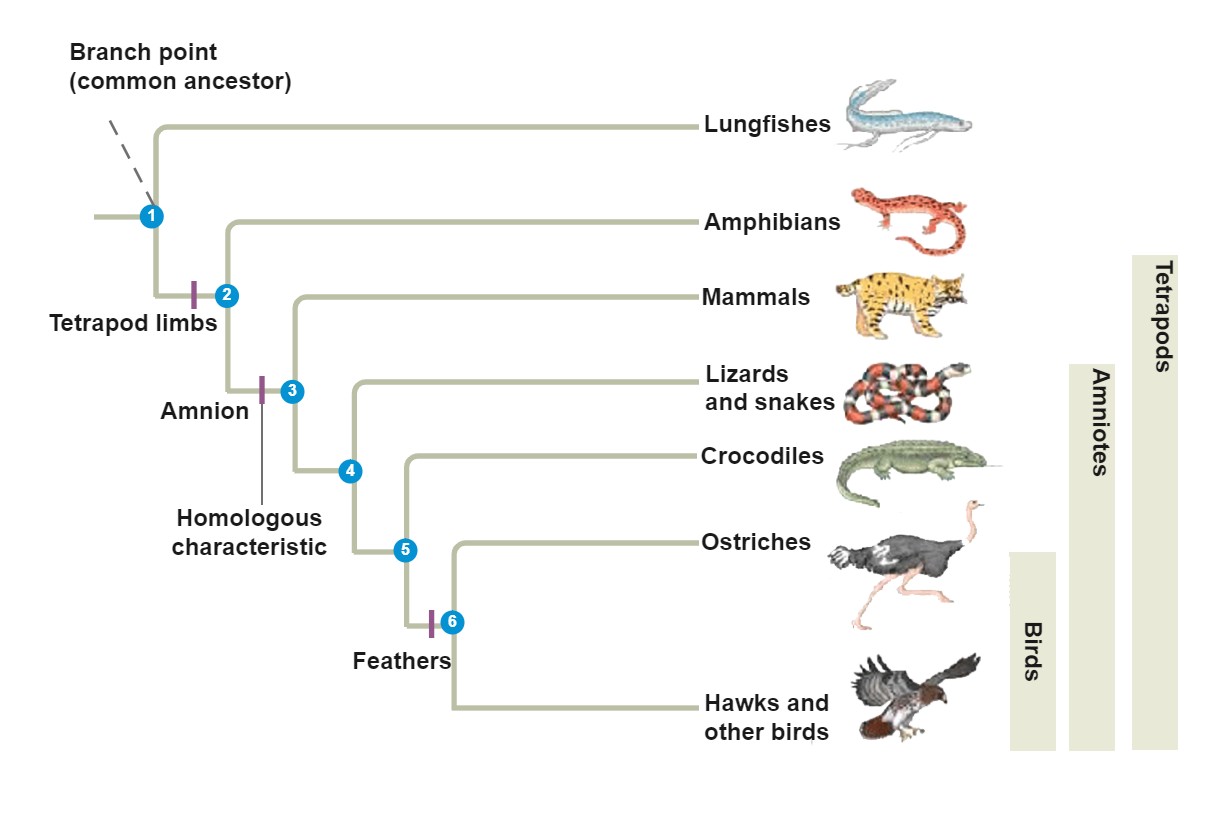Animal Phylogenetic Tree Example
