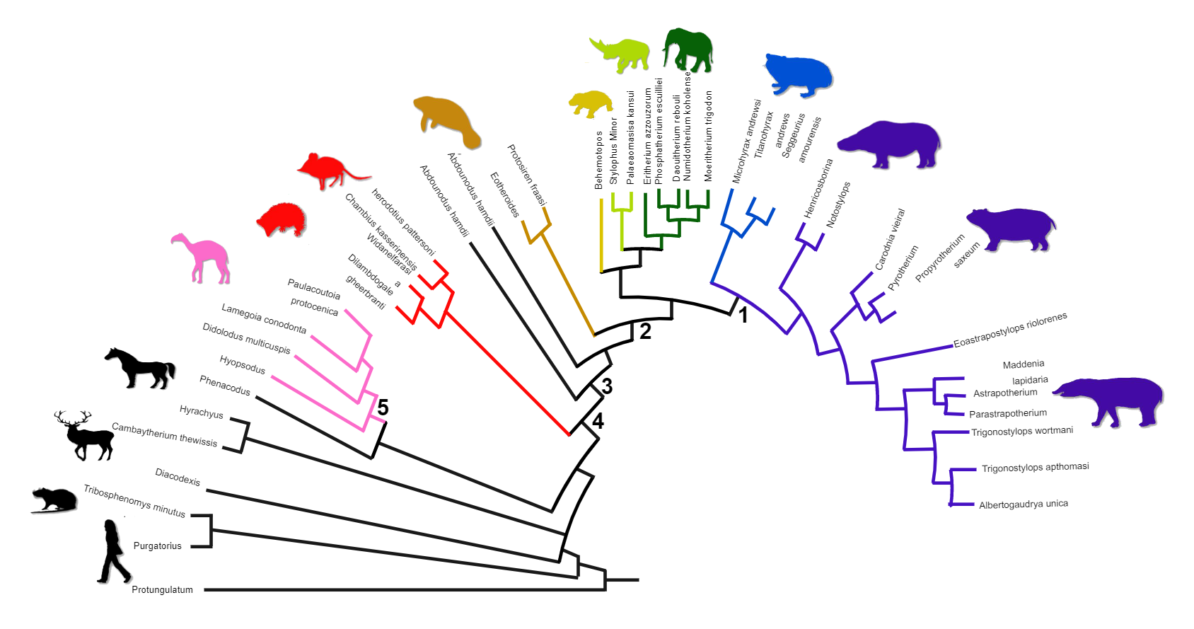 Animal Phylogenetic Tree