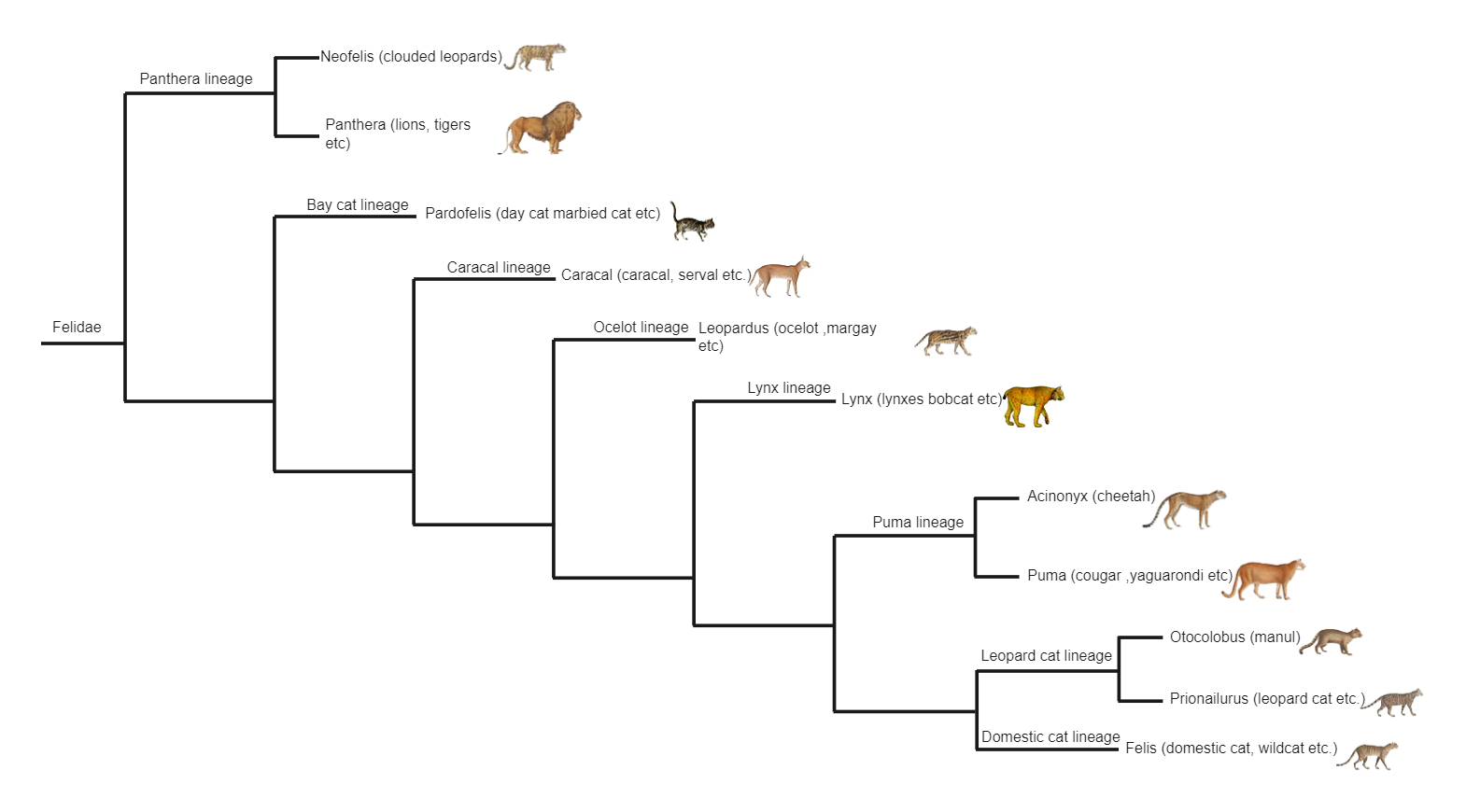 Cat Phylogenetic Tree