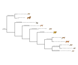 Cat Phylogenetic Tree