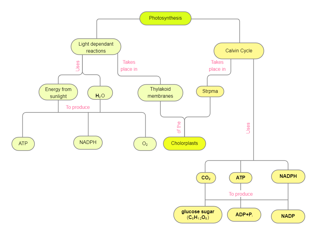 Concept Map of Photosynthesis