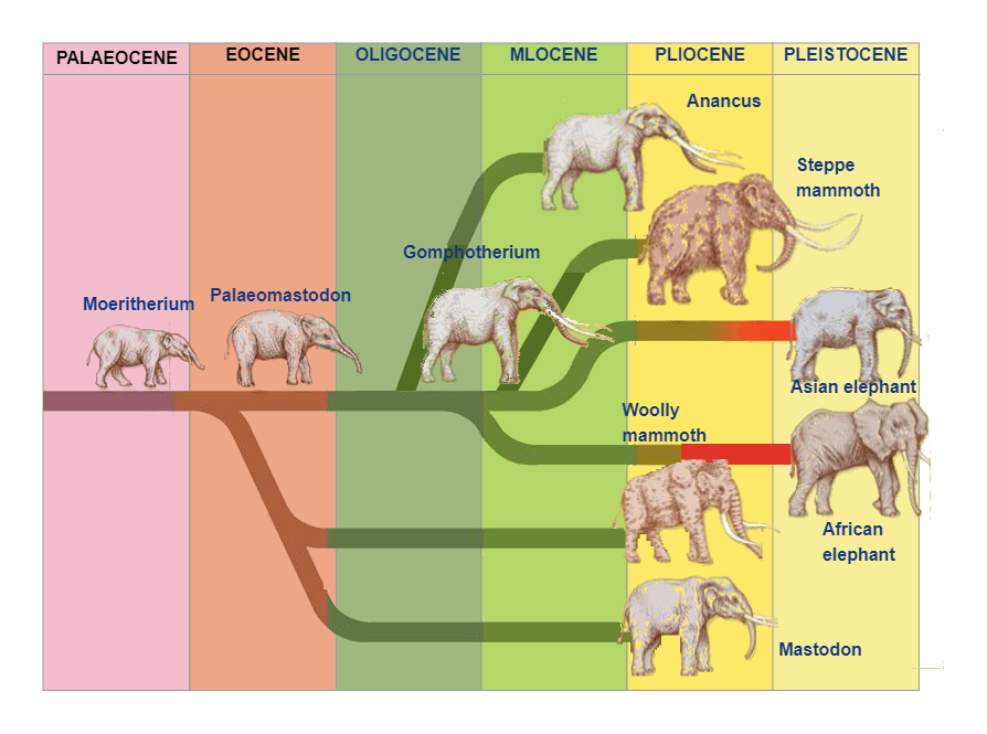 Elephant Phylogenetic Tree