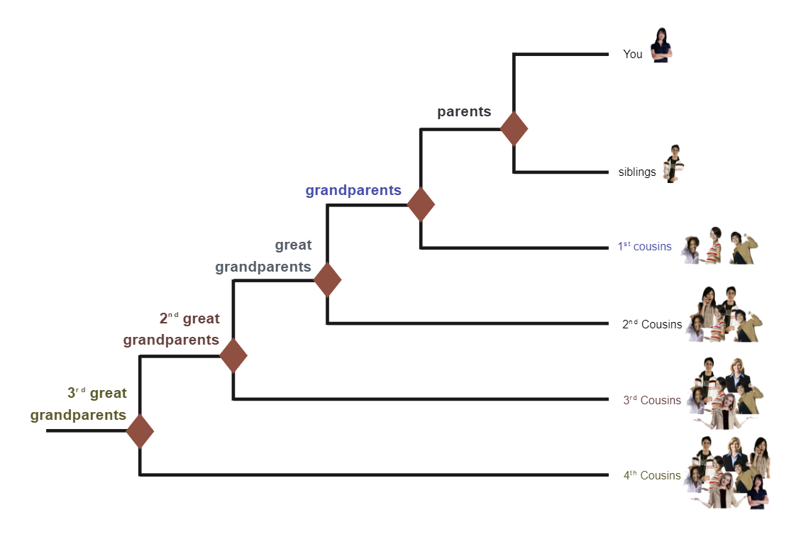 Family Phylogenetic Tree