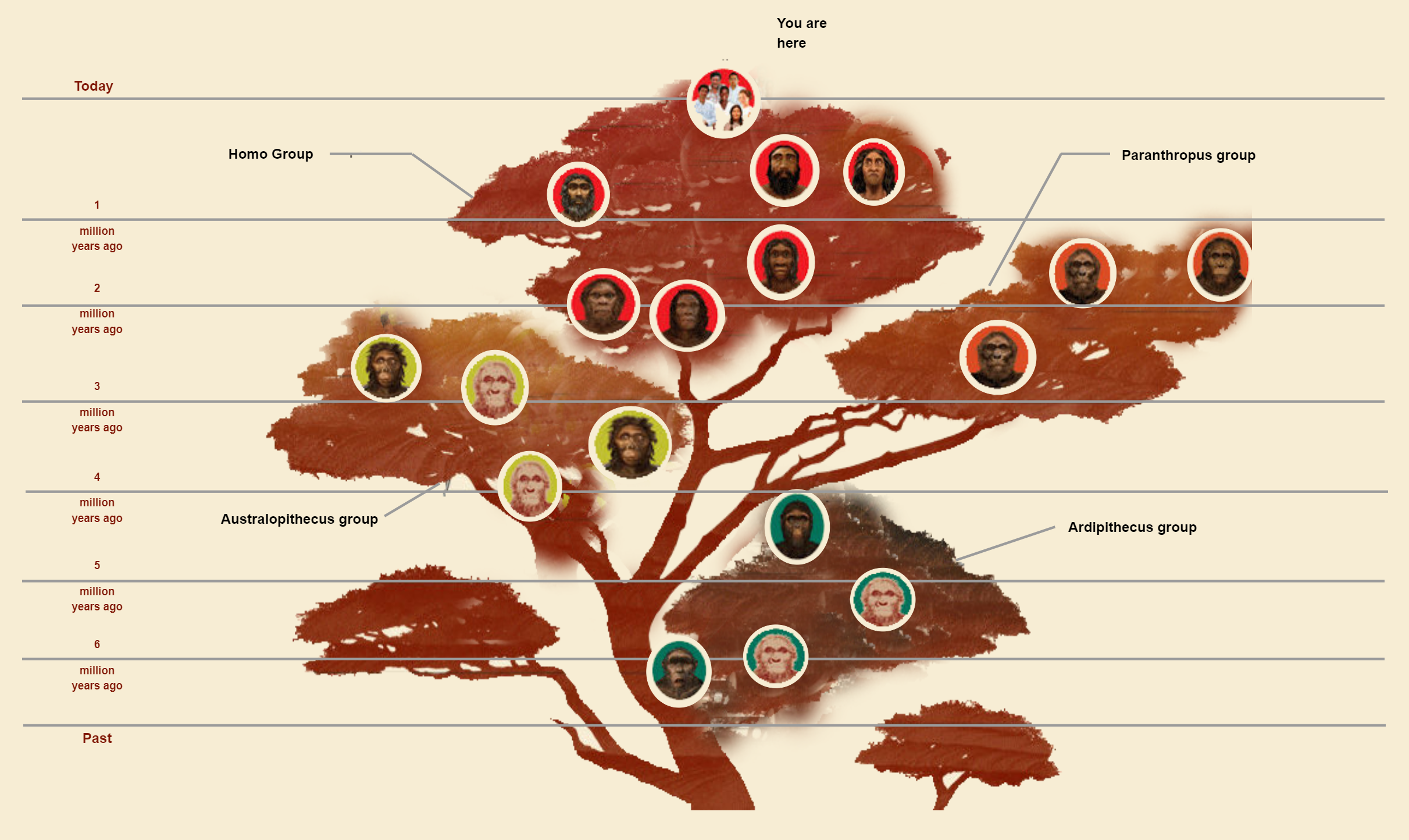 Human Evolution Phylogenetic Tree