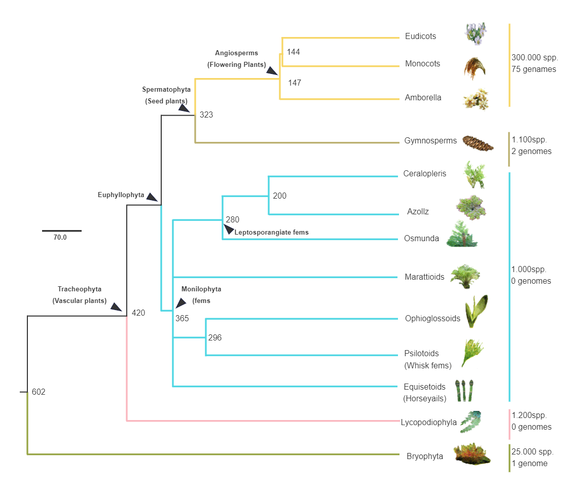 Land Plant Phylogenetic Tree