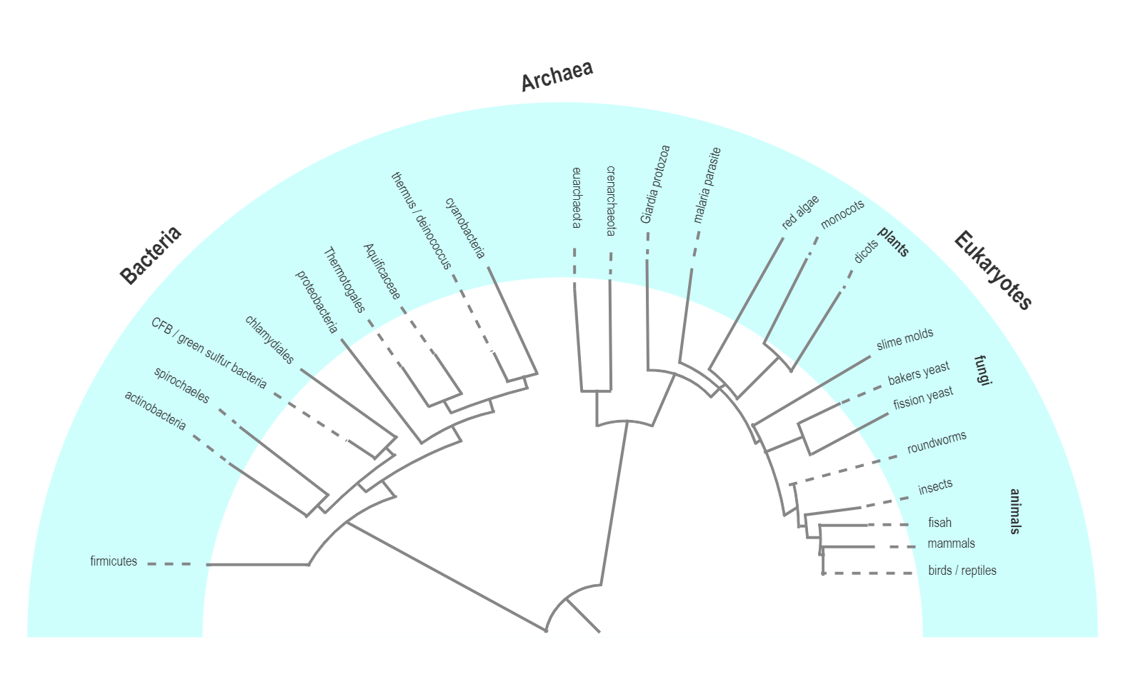Life Phylogenetic Tree Simplified