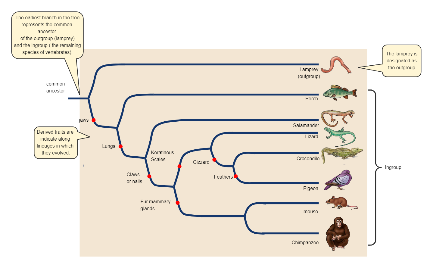 Mammal Phylogenetic Tree Template