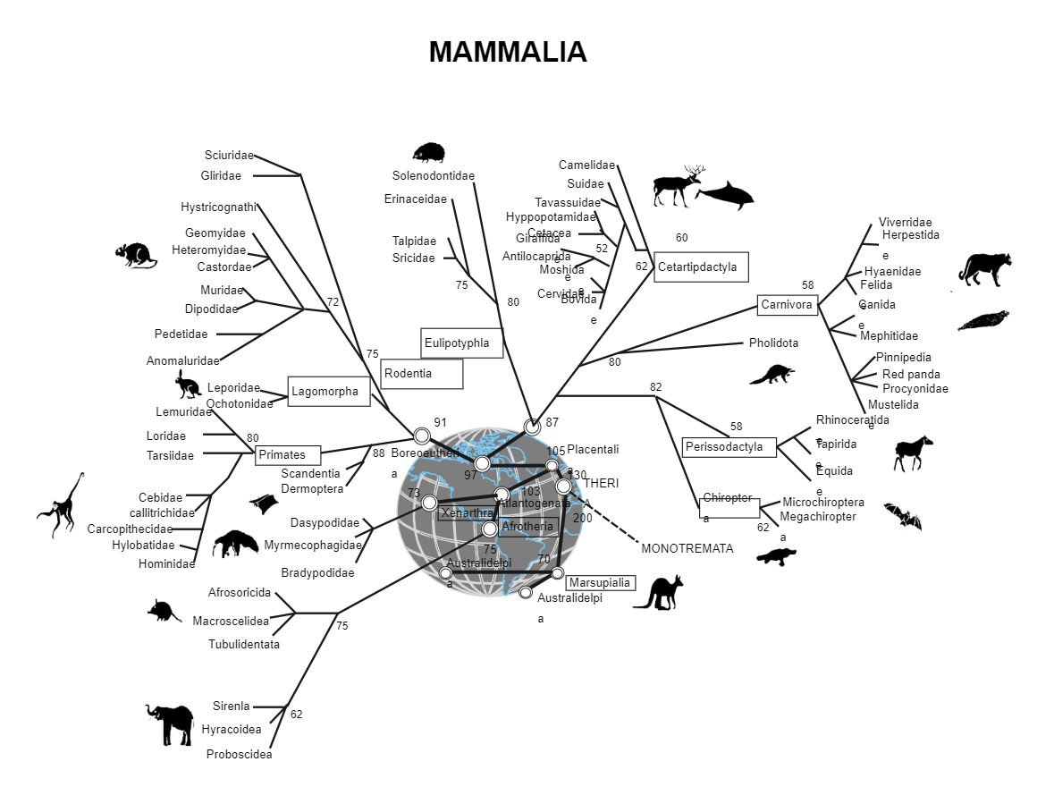 Mammal Phylogenetic Tree