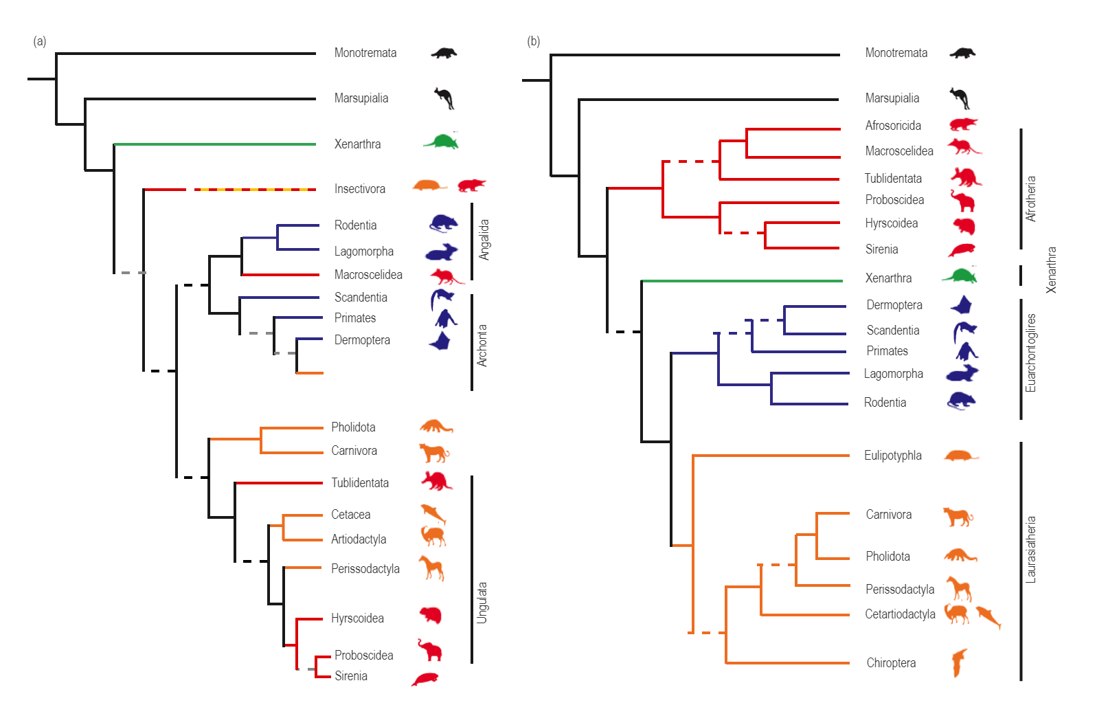 Mammalian Phylogenetic Tree Template
