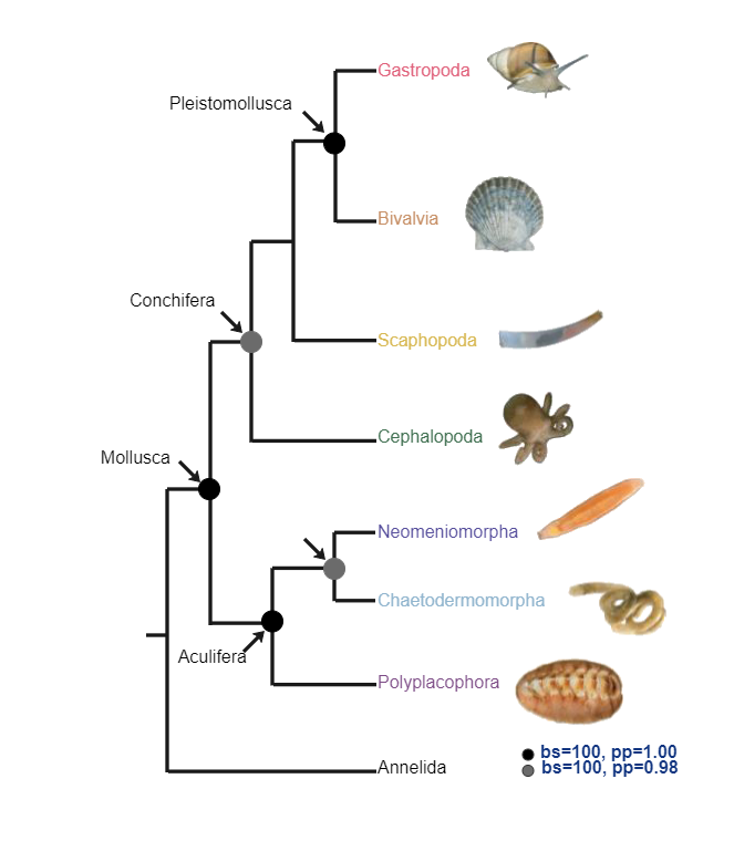 Mollusca Phylogenetic Tree