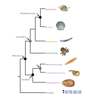 Mollusca Phylogenetic Tree