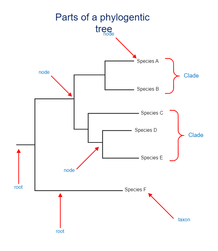Parts of A Phylogenetic Tree Template