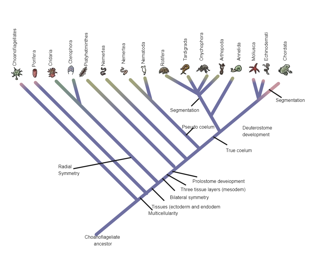 Phylogenetic Tree of Animals Template