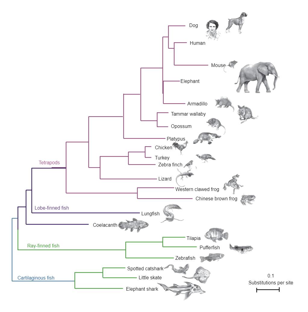 Phylogenetic Tree of Animals