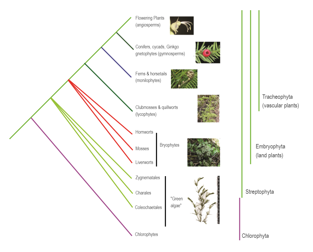 Phylogenetic Tree of Green Plants