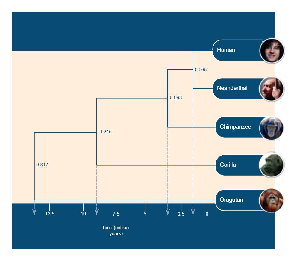 Phylogenetic Tree of Human Evolution