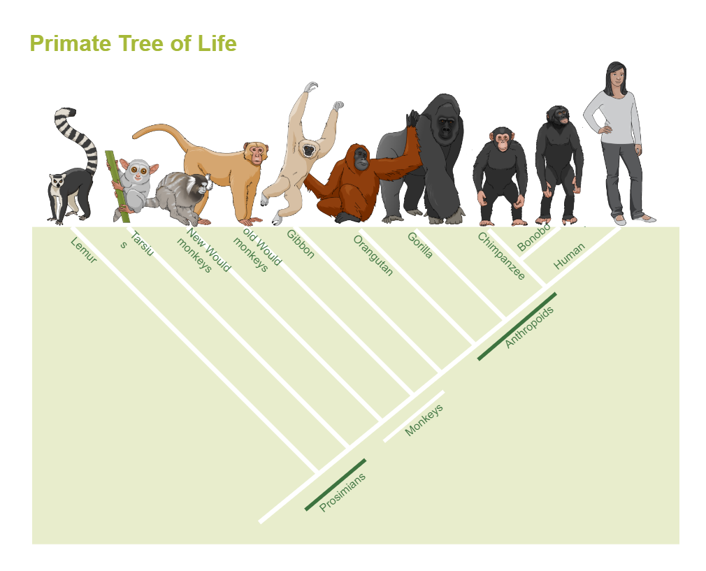 Phylogenetic Tree of Primate