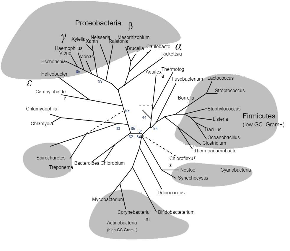Rooted Bacteria Phylogenetic Tree