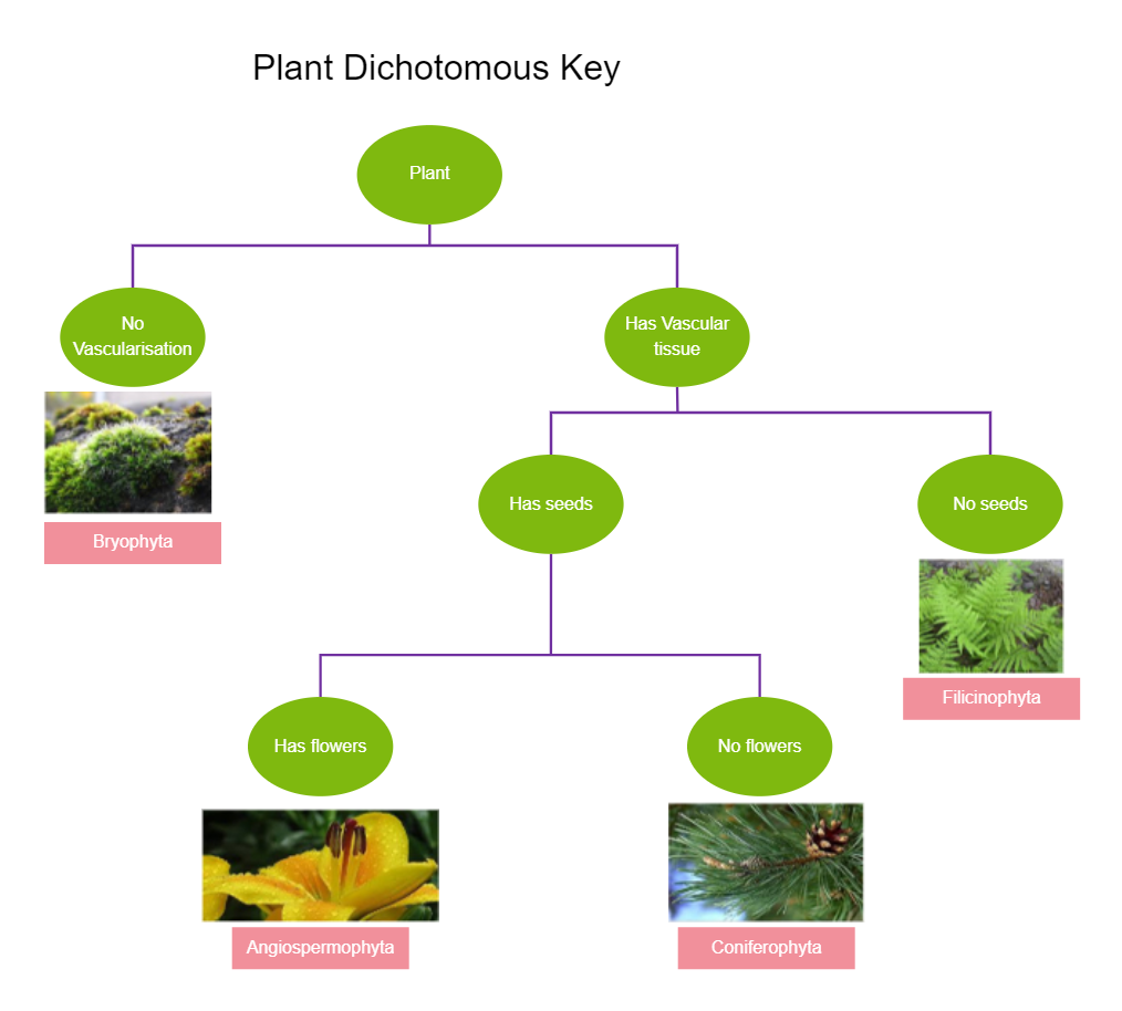 Plant Dichotomous Key