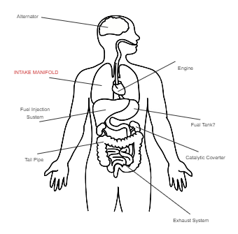 Blank Human Body Diagram, EdrawMax