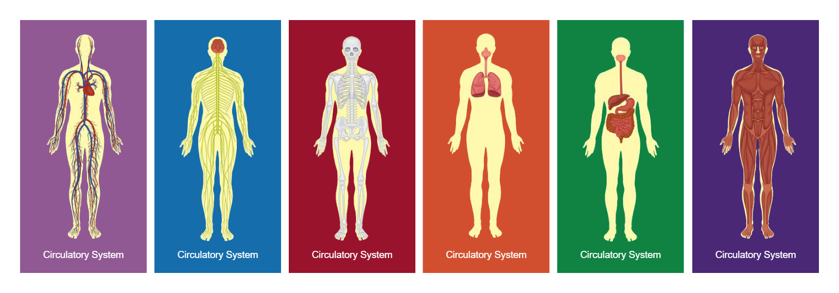Different Systems of Human Body Diagram