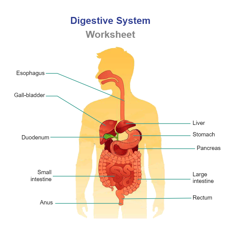 Digestive System Worksheet