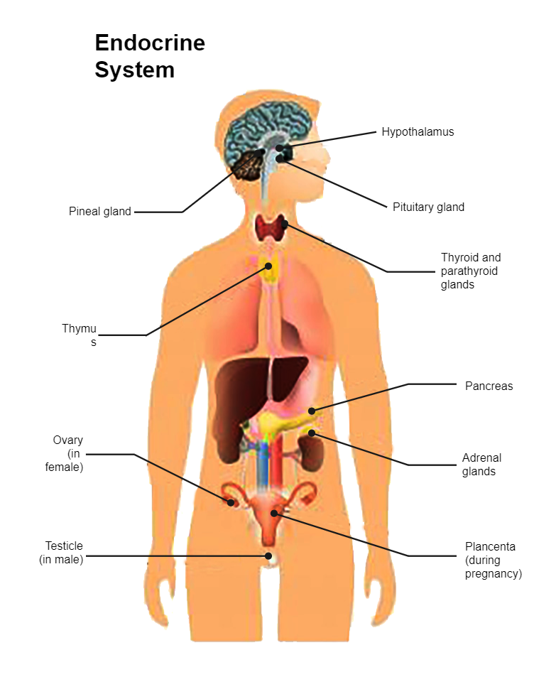Endocrine System Diagram