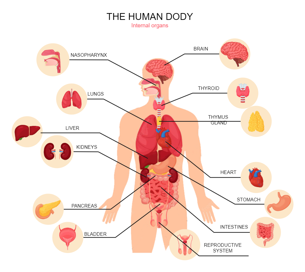 Human Body Diagram