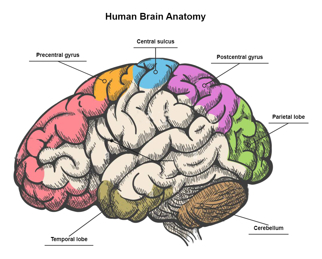 Anatomy Human Brain Model Labeled