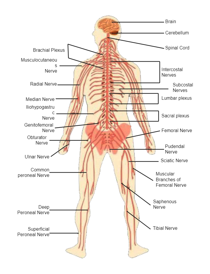 Human Nervous System Diagram