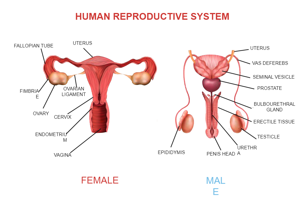 Human Reproductive System Diagram
