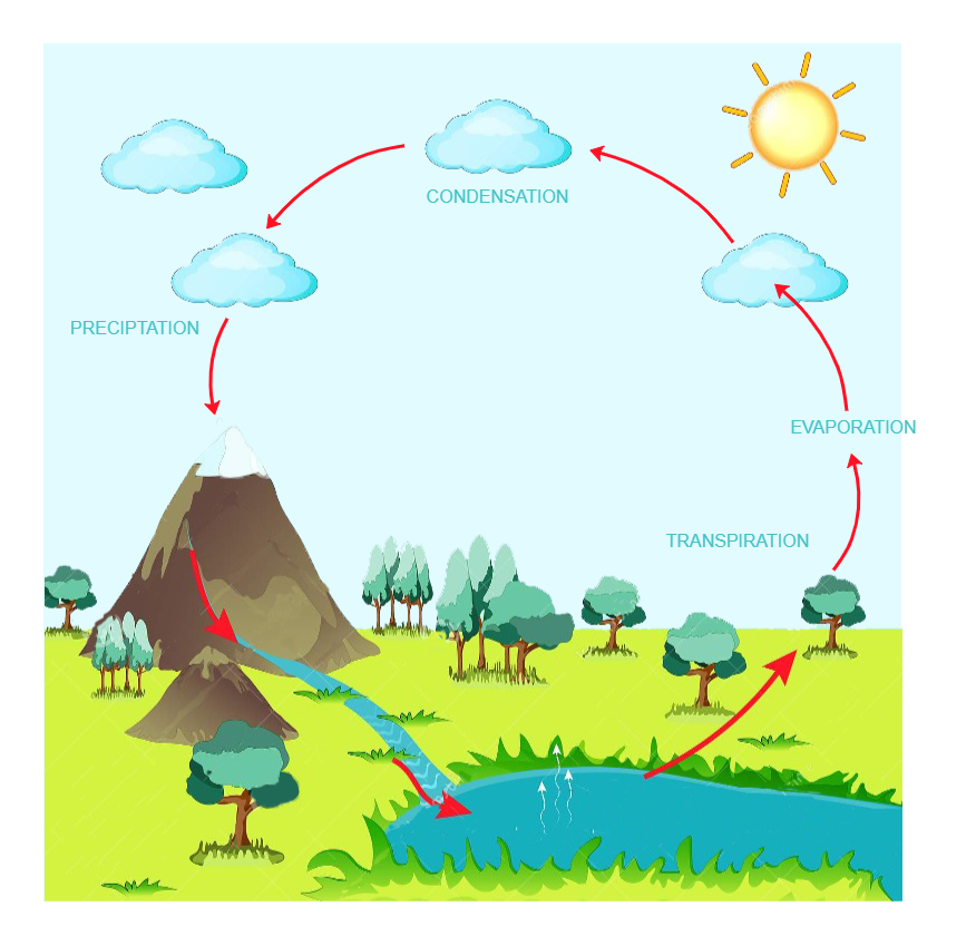 Water Circulation in the Environment
