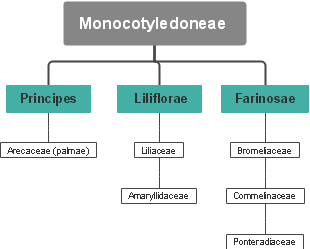 Monocotyledoneae