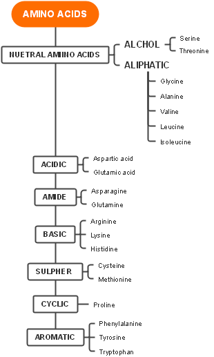 Amino Acids