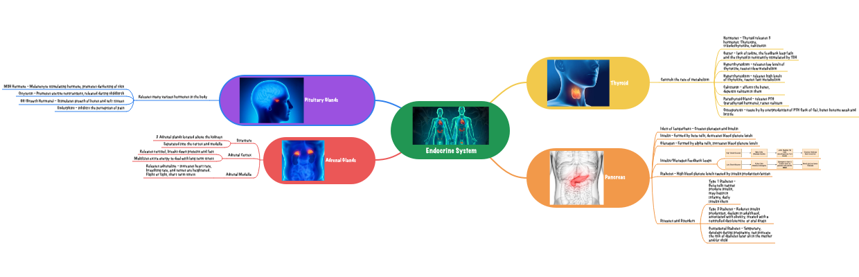 Endocrine System