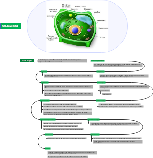 Célula Vegetal