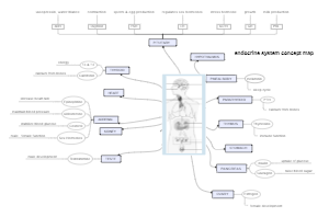 Endocrine system