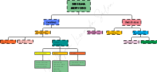 Sistema Nervoso: Estrutura e Divisões