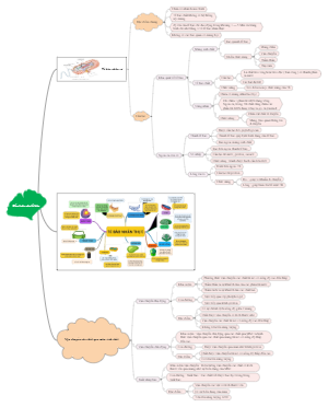 Cell structure mind map