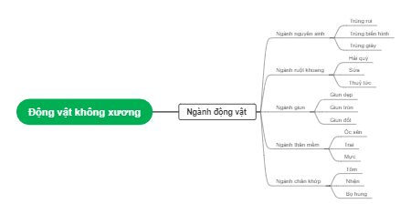 Động Vật Không Xương Sống