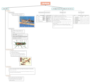 Mind mapping of insects