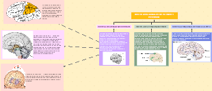 REDES ATENCIONALES DE POSNER Y PETERSON 