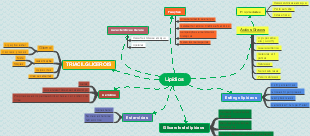 Lipídios: Estrutura, Tipos e Funções