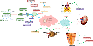 Bài 38: Bài tiết và Cấu tạo Bài tiết Nước tiểu